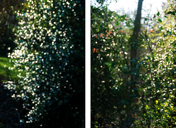 2xILEX_600PB.jpg 2xILEX_600PB.jpg