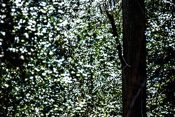 _DSC0256_web.jpg _DSC0256_web.jpg