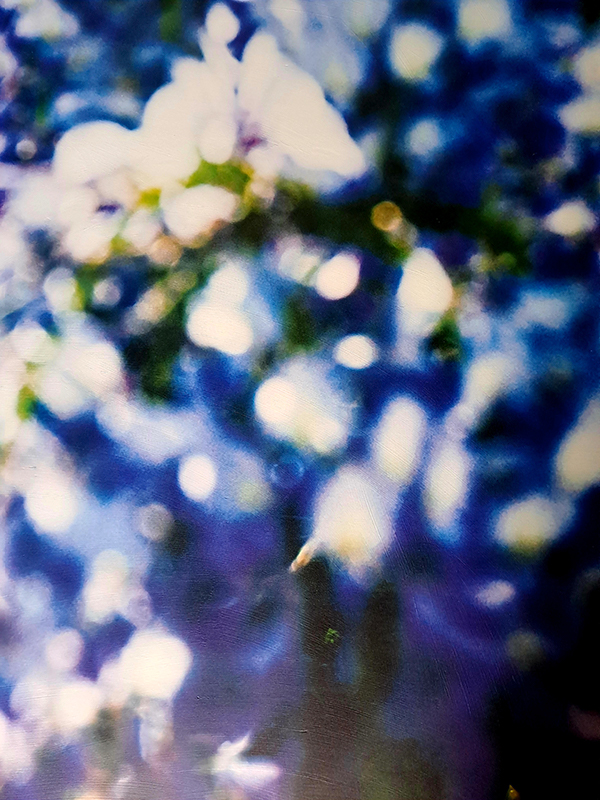 Blauregen-1_600PB.jpg Blauregen-1_600PB.jpg