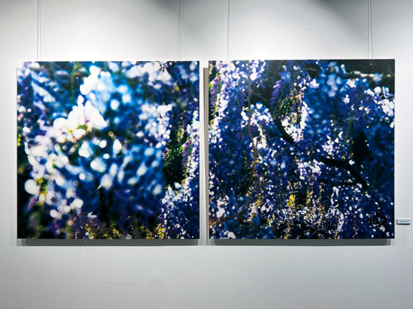 Blauregen-2_600PB.jpg Blauregen-2_600PB.jpg