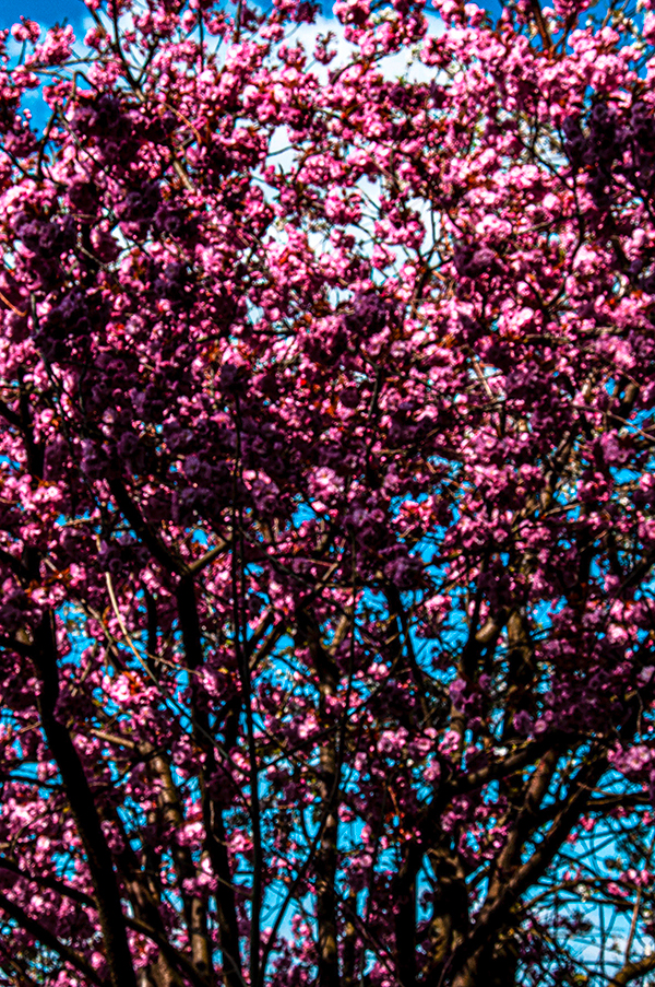 BLÜTHE-1604221205_600PB.jpg BLÜTHE-1604221205_600PB.jpg