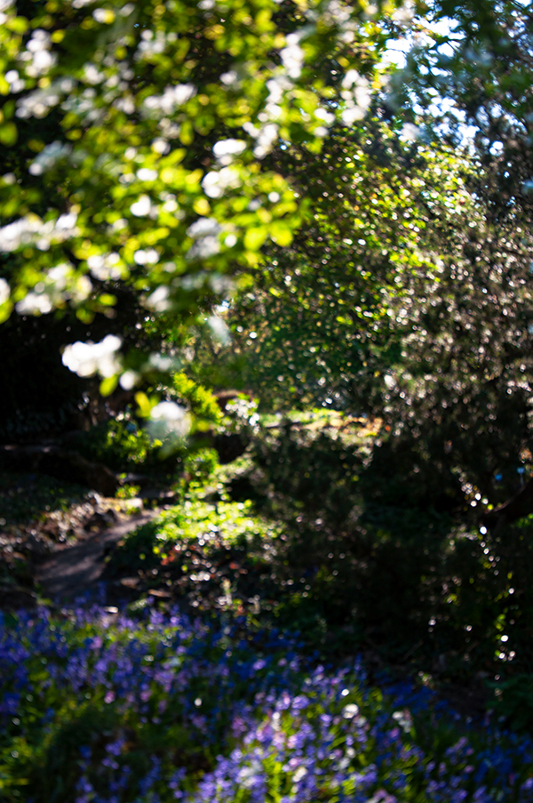 BLÜTHE-2004200911_web.jpg BLÜTHE-2004200911_web.jpg