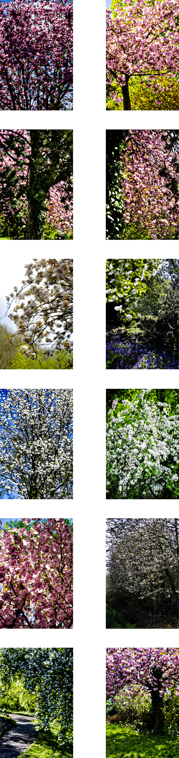 BLÜTHE-Auswahl-3_600PB.jpg BLÜTHE-Auswahl-3_600PB.jpg