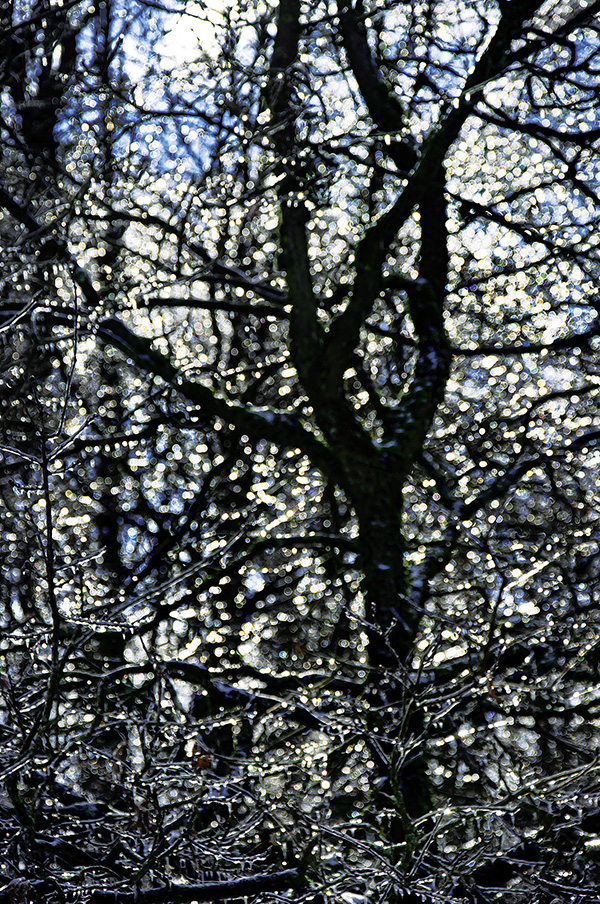 ILEX-1102211458_600PB.jpg ILEX-1102211458_600PB.jpg