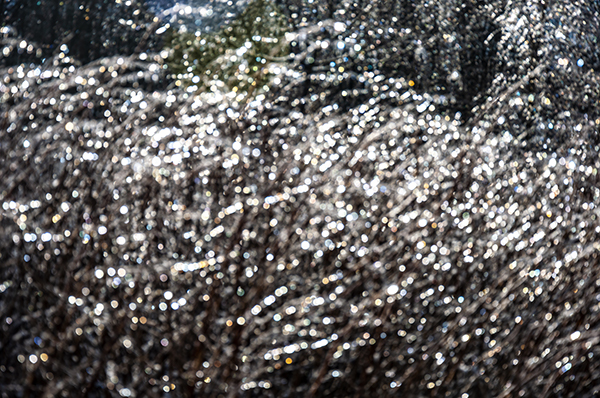 ilex_web.jpg ilex_web.jpg